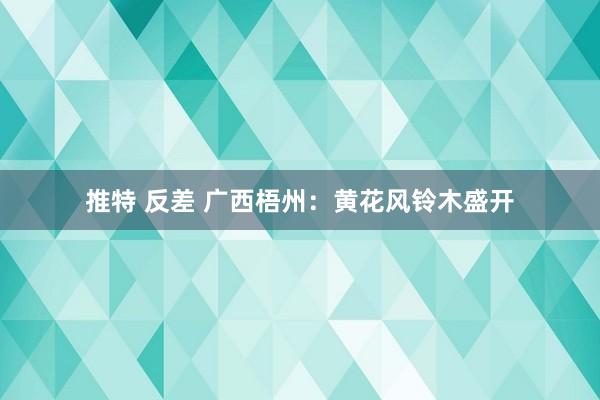 推特 反差 广西梧州：黄花风铃木盛开